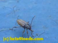 /home//u458753944/public_html/sourcegallery////////////////Insects and small critters/beetles (Coleoptera)/P1070825.JPG